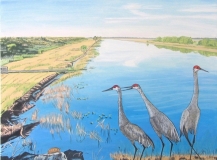 Sandhill Cranes